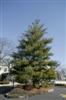 Photo of Genus=Pinus&Species=strobus&Common=Eastern White Pine&Cultivar=